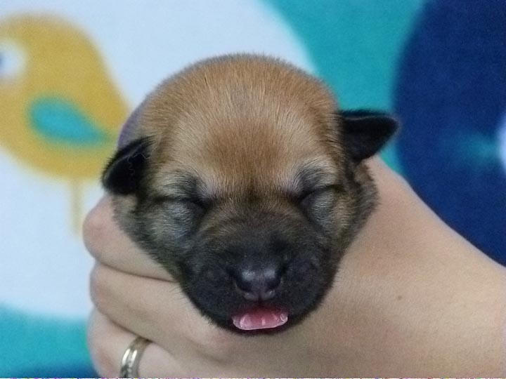 chinook puppy